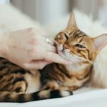 カーテンの猫対策！共存を実現するためのポイントは？