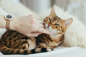 カーテンの猫対策！共存を実現するためのポイントは？