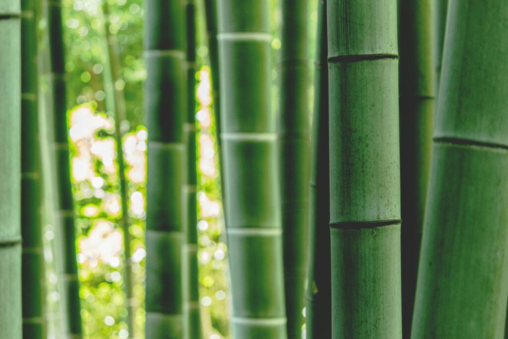 竹の特徴